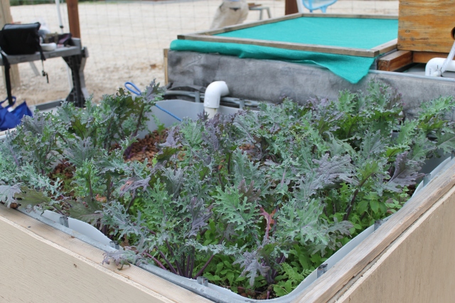 Kale growing in our media bed