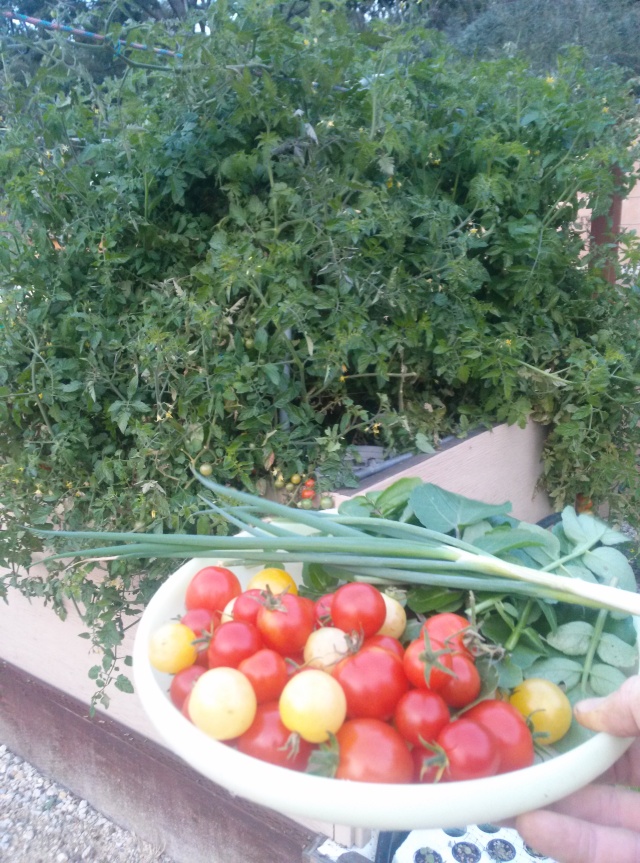 Tomato harvest... In December